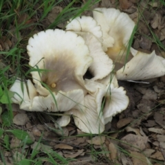 Omphalotus nidiformis at Molonglo Valley, ACT - 9 Apr 2020