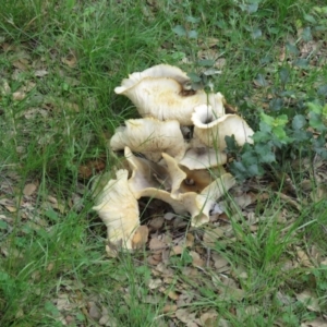 Omphalotus nidiformis at Molonglo Valley, ACT - 9 Apr 2020