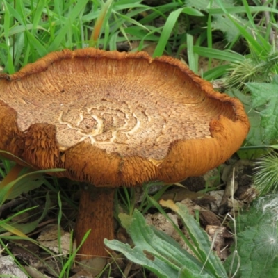 zz agaric (stem; gills not white/cream) at Molonglo Valley, ACT - 9 Apr 2020 by SandraH