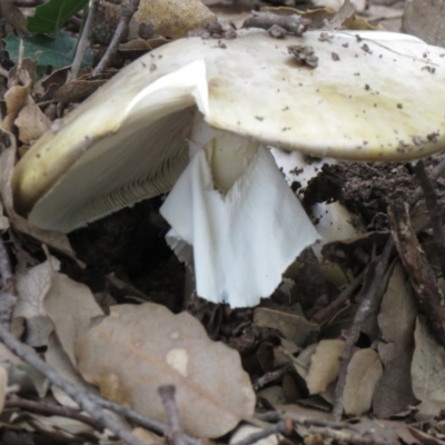 Amanita phalloides (Death Cap) by SandraH