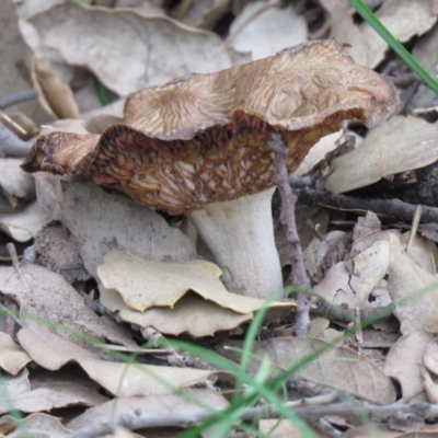Unverified Fungus at Molonglo Valley, ACT - 9 Apr 2020 by SandraH