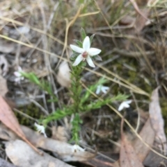 Rhytidosporum procumbens (White Marianth) at Lower Boro, NSW - 29 Sep 2019 by mcleana