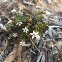 Rhytidosporum procumbens at Lower Boro, NSW - 29 Sep 2019