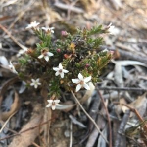 Rhytidosporum procumbens at Lower Boro, NSW - 29 Sep 2019