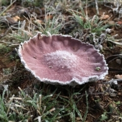 Calvatia cyathiformis at Lower Boro, NSW - 12 Jun 2016 by mcleana