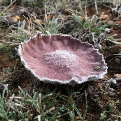 Calvatia cyathiformis at Lower Boro, NSW - 11 Jun 2016 by mcleana