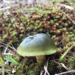 Cortinarius austrovenetus (Green Skinhead) at Lower Boro, NSW - 10 Jul 2016 by mcleana