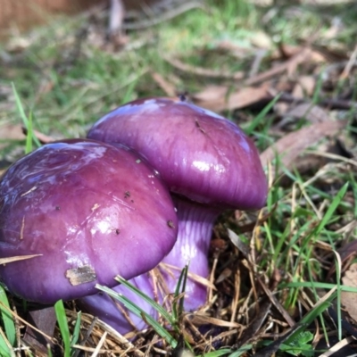 Cortinarius archeri s.l. (Emperor Cortinar) at Lower Boro, NSW - 25 Jul 2016 by mcleana