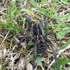 Tasmanicosa sp. (genus) (Unidentified Tasmanicosa wolf spider) at Lower Boro, NSW - 27 Jun 2016 by mcleana