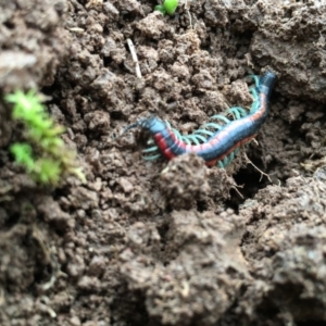 Scolopendra laeta at Lower Boro, NSW - 10 Jul 2016