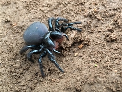 Missulena sp. (genus) (Mouse spider) at Lower Boro, NSW - 10 Jul 2016 by mcleana