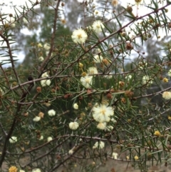 Acacia genistifolia (Early Wattle) at Lower Boro, NSW - 11 Jul 2016 by mcleana