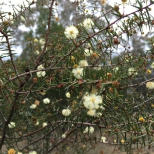 Acacia genistifolia at Lower Boro, NSW - 11 Jul 2016
