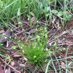 Isolepis levynsiana (Tiny Flat-sedge) at Mount Ainslie - 9 Apr 2020 by JaneR