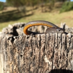 Hemiergis talbingoensis (Eastern Three-toed Earless Skink) at Lower Boro, NSW - 12 Jul 2016 by mcleana