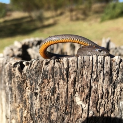 Hemiergis talbingoensis (Three-toed Skink) at Lower Boro, NSW - 12 Jul 2016 by mcleana