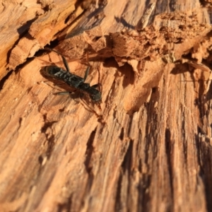 Aphneope sericata at Lower Boro, NSW - 26 Jul 2016 08:55 AM