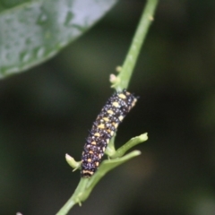 Papilio anactus at Hughes, ACT - 10 Apr 2020