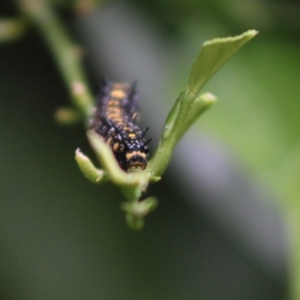 Papilio anactus at Hughes, ACT - 10 Apr 2020