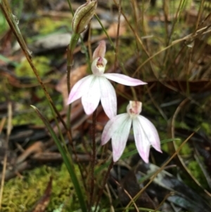 Caladenia fuscata at Lower Boro, NSW - 18 Sep 2016