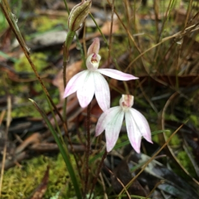 Caladenia fuscata (Dusky Fingers) at Lower Boro, NSW - 18 Sep 2016 by mcleana