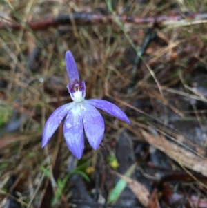 Cyanicula caerulea at Lower Boro, NSW - suppressed