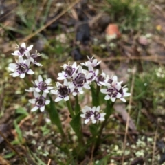 Wurmbea dioica subsp. dioica (Early Nancy) at Boro, NSW - 18 Sep 2016 by mcleana