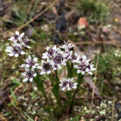 Wurmbea dioica subsp. dioica (Early Nancy) at Boro, NSW - 18 Sep 2016 by mcleana