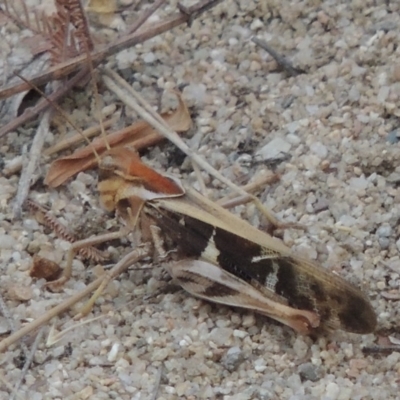 Gastrimargus musicus (Yellow-winged Locust or Grasshopper) at Bullen Range - 15 Jan 2020 by michaelb