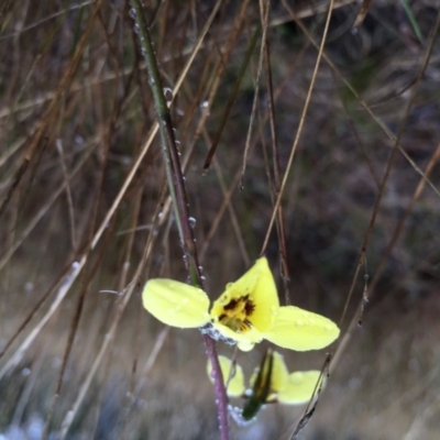 Diuris chryseopsis (Golden Moth) at Lower Boro, NSW - 18 Sep 2016 by mcleana