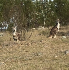 Osphranter robustus robustus (Eastern Wallaroo) at Boro, NSW - 20 Sep 2016 by mcleana