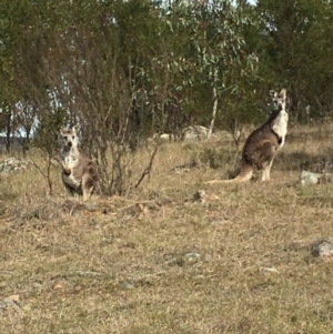 Osphranter robustus robustus at Boro, NSW - 20 Sep 2016 09:14 AM