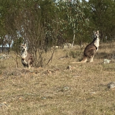Osphranter robustus robustus (Eastern Wallaroo) at Boro, NSW - 20 Sep 2016 by mcleana