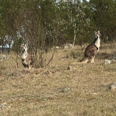 Osphranter robustus robustus (Eastern Wallaroo) at Boro, NSW - 19 Sep 2016 by mcleana