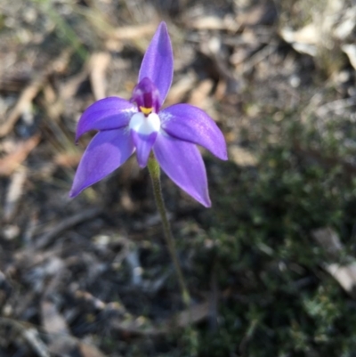Glossodia major (Wax Lip Orchid) at Lower Boro, NSW - 27 Sep 2016 by mcleana