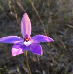 Glossodia major (Wax Lip Orchid) at Lower Boro, NSW - 9 Oct 2016 by mcleana