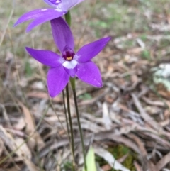 Glossodia major at Lower Boro, NSW - suppressed