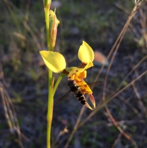 Diuris sulphurea at Lower Boro, NSW - suppressed