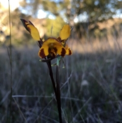 Diuris sp. (A Donkey Orchid) at Lower Boro, NSW - 25 Oct 2016 by mcleana