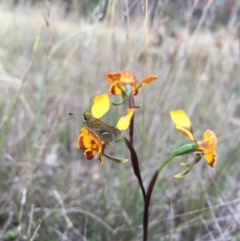Diuris semilunulata (Late Leopard Orchid) at Lower Boro, NSW - 28 Oct 2016 by mcleana