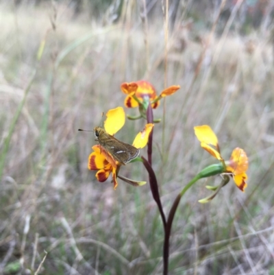 Diuris semilunulata (Late Leopard Orchid) at Lower Boro, NSW - 28 Oct 2016 by mcleana