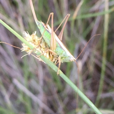 Conocephalus upoluensis (Meadow Katydid) at Mount Ainslie - 9 Apr 2020 by JaneR