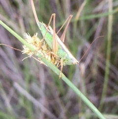 Conocephalus upoluensis (Meadow Katydid) at Mount Ainslie - 9 Apr 2020 by JaneR