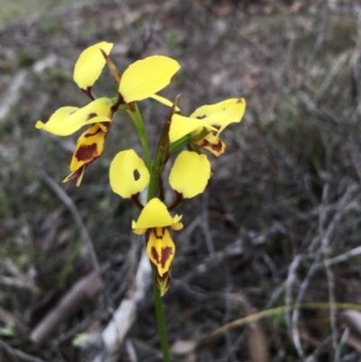 Diuris sulphurea (Tiger Orchid) at Lower Boro, NSW - 28 Oct 2016 by mcleana