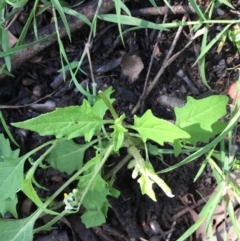 Solanum opacum (Dark Nightshade) at EDM Private Property - 7 Apr 2020 by Evelynm