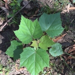 Androcalva rossii (Brush Kurrajong, Blackfellows' Hemp) at EDM Private Property - 7 Apr 2020 by Evelynm