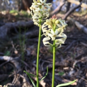 Stackhousia monogyna at Boro, NSW - 22 Oct 2016 12:07 AM