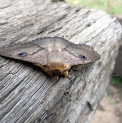 Dasypodia selenophora (Southern old lady moth) at Lower Boro, NSW - 29 Oct 2016 by mcleana