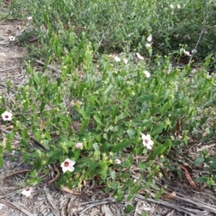 Pavonia hastata (Spearleaf Swampmallow) at Tuggeranong Pines - 28 Mar 2020 by Roman