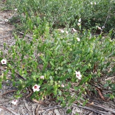 Pavonia hastata (Spearleaf Swampmallow) at Tuggeranong Pines - 28 Mar 2020 by Roman